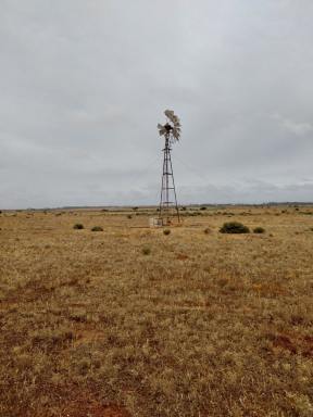 Acreage/Semi-rural For Lease - SA - Coorabie - 5690 - 1521 Hectares Grazing Lease Coorabie SA  (Image 2)