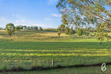 Other (Rural) For Sale - NSW - Singleton - 2330 - 'HAMILTON'S GROVE' | PEACEFUL COUNTRYSIDE HOME | SCENIC VIEWS  (Image 2)