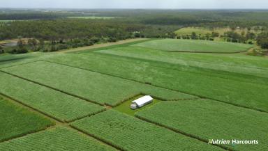 Cropping For Sale - QLD - North Isis - 4660 - 55Ha Generational Farm With 172 Meg Water Allocation  (Image 2)