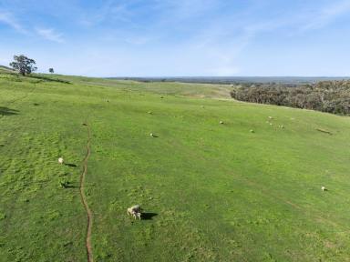 Mixed Farming For Sale - VIC - Toolleen - 3551 - 452 Acres Prime Farming Land - Mt Camel District  (Image 2)