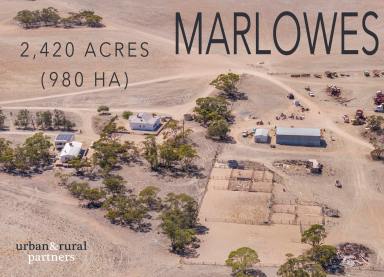 Mixed Farming For Sale - SA - Chandada - 5680 - MARLOWES  (Image 2)