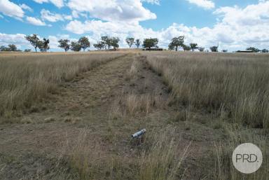 Other (Rural) For Sale - NSW - Tamworth - 2340 - Rare 100 Acre Offering - All Reasonable Offers Will Be Considered  (Image 2)
