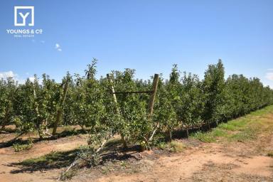 Horticulture For Sale - VIC - Yarroweyah - 3644 - Quality Orchard Country - 52.83 hectares (approximately 130 acres)  (Image 2)