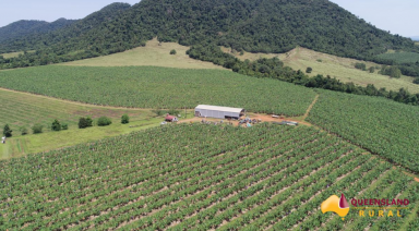 Mixed Farming For Sale - QLD - Utchee Creek - 4871 - Banana Growers - Processing & Packing Facility  (Image 2)