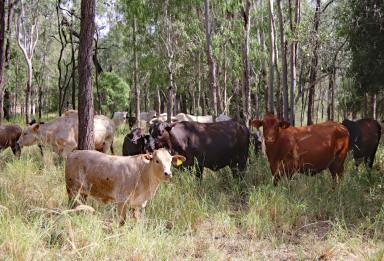 Other (Rural) For Sale - QLD - Camboon - 4719 - Theodore District Grazing Property  (Image 2)