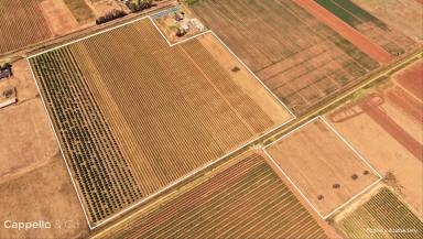 Viticulture For Sale - NSW - Yenda - 2681 - HOBBY BLOCK WITH WATER ACCESS  (Image 2)