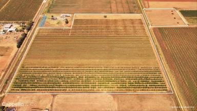 Viticulture For Sale - NSW - Yenda - 2681 - HOBBY BLOCK WITH WATER ACCESS  (Image 2)