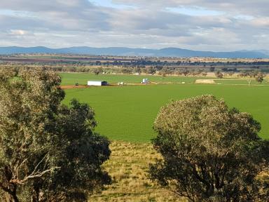 Mixed Farming Auction - NSW - Tamworth - 2340 - TOP NOTCH FARMING IN SOUGHT AFTER DISTRICT  (Image 2)