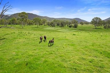 Residential Block For Sale - QLD - Lower Wonga - 4570 - COUNTRY LIVING AT ITS BEST  (Image 2)