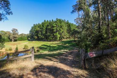 Lifestyle For Sale - VIC - Dartmouth - 3701 - High Country Paradise  (Image 2)