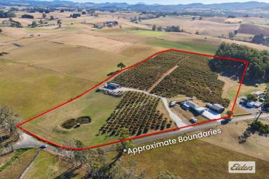 Other (Rural) For Sale - TAS - Spalford - 7315 - OUTSTANDING HAZELNUT GROVE, RESIDENCE & BUILDINGS
9.601 HECTARES (approximately 24 acres)  (Image 2)
