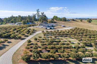 Other (Rural) For Sale - TAS - Spalford - 7315 - OUTSTANDING HAZELNUT GROVE, RESIDENCE & BUILDINGS
9.601 HECTARES (approximately 24 acres)  (Image 2)