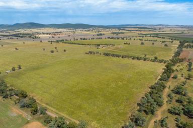Mixed Farming Sold - NSW - Gooloogong - 2805 - 681ACRES* OF SOFT, ARABLE FARMING/GRAZING COUNTRY!  (Image 2)