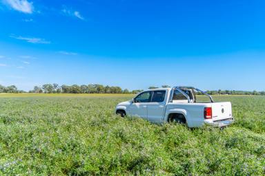 Mixed Farming For Sale - NSW - Gooloogong - 2805 - 146ACRES* OF PRIME CREEK FRONTAGE, LUCERNE FLATS!  (Image 2)