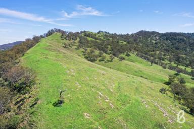 Other (Rural) For Sale - NSW - Muswellbrook - 2333 - "TARONGA" | 305 ACRES | GRAZING & LIFESTYLE OPPORTUNITY  (Image 2)
