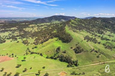 Mixed Farming Sold - NSW - Muswellbrook - 2333 - "TARONGA" | 305 ACRES | GRAZING & LIFESTYLE OPPORTUNITY  (Image 2)