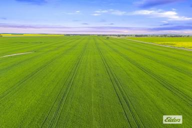 Cropping For Sale - VIC - Willaura - 3379 - Premium Western District Cropping Opportunity  (Image 2)