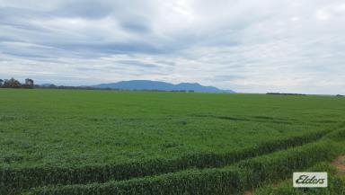Cropping For Sale - VIC - Willaura - 3379 - Premium Cropping Opportunity  (Image 2)