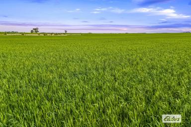 Cropping For Sale - VIC - Willaura - 3379 - Premium Western District Cropping Opportunity  (Image 2)