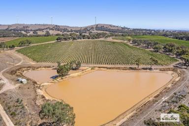 Lifestyle For Sale - VIC - Landsborough - 3384 - Spectacular Pyrenees Income Producing Lifestyle Property  (Image 2)