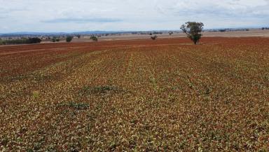 Mixed Farming For Sale - NSW - Winton - 2344 - Meroo  (Image 2)