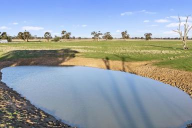 Other (Rural) For Sale - VIC - Arcadia South - 3631 - Brilliant Grazing/Cropping Block  (Image 2)