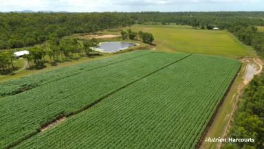 Cropping For Sale - QLD - Bungadoo - 4671 - 126 Cultivated Acres - Modern Brick Home - Burnett River Frontage  (Image 2)