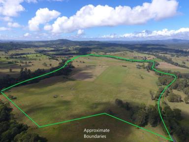 Mixed Farming For Sale - NSW - Kyogle - 2474 - 250 ACRES - GHINNI GHI  (Image 2)