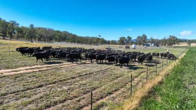 Livestock For Sale - NSW - Garoo - 2340 - Lucella, quality grazing property in a tightly held district  (Image 2)