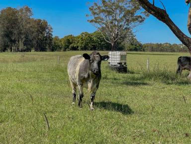 Lifestyle For Sale - NSW - Nabiac - 2312 - Discover Your Dream: 22 Hectares of Serene Landscape Near Nabiac  (Image 2)