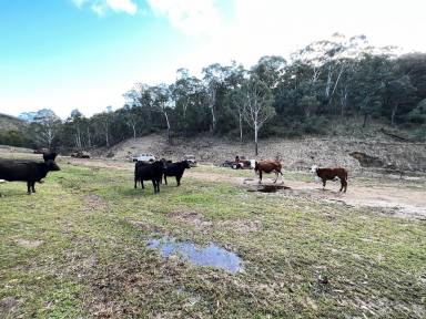 Other (Rural) For Sale - NSW - Bannaby - 2580 - 300 Peaceful Acres, 2 Br Cabin, Private, Secluded, Valley, Mountain Views, Mix Of Bush & Cleared, Dams, Perfect Lifestyle Property!!  (Image 2)