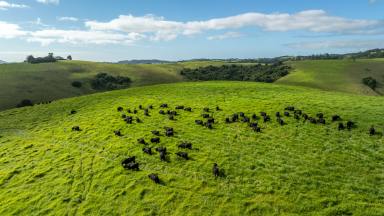 Other (Rural) For Sale - NSW - Bielsdown Hills - 2453 - 'Shephards'  206 Acres of Dorrigo Plateau Grazing & Lifestyle  (Image 2)