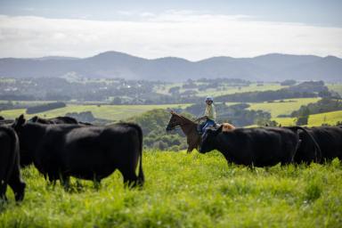 Other (Rural) For Sale - NSW - Bielsdown Hills - 2453 - 'Shephards'  206 Acres of Dorrigo Plateau Grazing & Lifestyle  (Image 2)