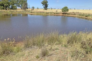 Mixed Farming For Sale - NSW - Narromine - 2821 - Minutes From Town  (Image 2)