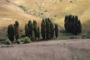 Livestock For Sale - NSW - Golspie - 2580 - " ROMLO Majestic Country bliss and traditional Rural productivity  (Image 2)