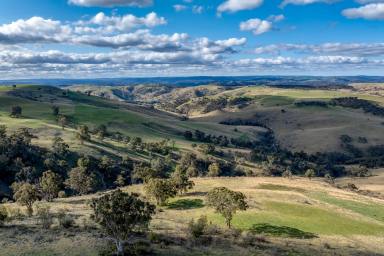 Livestock For Sale - NSW - Golspie - 2580 - " ROMLO Majestic Country bliss and traditional Rural productivity  (Image 2)