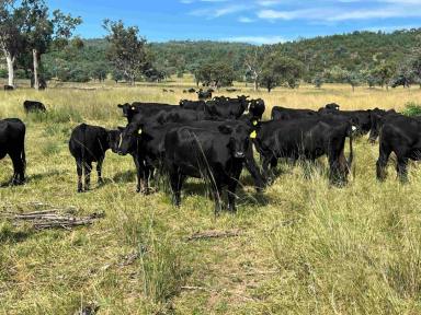 Livestock For Sale - NSW - Moree - 2400 - "Rocky Glen" 6121 Terry Hie Hie Road Moree  (Image 2)