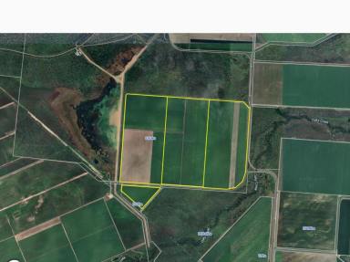 Other (Rural) For Sale - QLD - Upper Haughton - 4809 - 807 Acre Cropping Property - Burdekin Area - 2501mgltrs of Water  (Image 2)