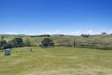 Livestock For Sale - NSW - Bevendale - 2581 - “ Lachlan Run” 970 Acres, Rolling Hills, River Frontage,  Enormous Potential, Dams, Dual Road Frontage, 12 Parcels.  (Image 2)