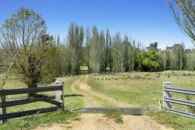 Livestock For Sale - NSW - Bevendale - 2581 - “ Lachlan Run” 970 Acres, Rolling Hills, River Frontage,  Enormous Potential, Dams, Dual Road Frontage, 12 Parcels.  (Image 2)