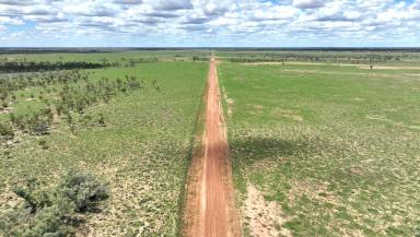 Livestock For Sale - QLD - Bollon - 4488 - Certified Organic Grazing Opportunity  (Image 2)