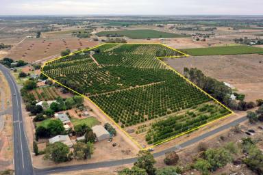 Horticulture For Sale - NSW - Curlwaa - 2648 - MIXED CITRUS PROPERTY  (Image 2)