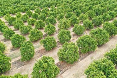 Horticulture For Sale - NSW - Curlwaa - 2648 - MIXED CITRUS PROPERTY  (Image 2)