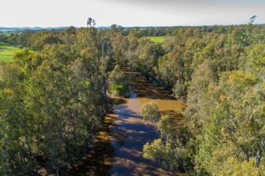 Mixed Farming For Sale - NSW - Canowindra - 2804 - RIVERFRONTAGE IRRIGATION COUNTRY!  (Image 2)