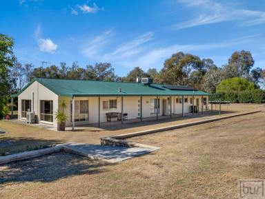 Lifestyle For Sale - NSW - Gerogery - 2642 - Immaculate Lifestyle Property Easy Commute to Albury Wodonga  (Image 2)