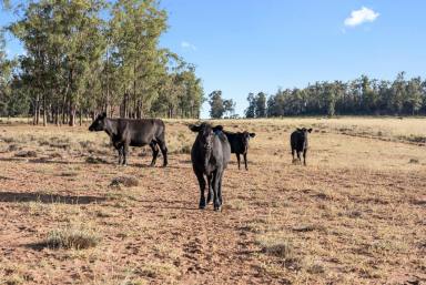 Livestock Auction - QLD - Millmerran - 4357 - "Silverdale"  (Image 2)
