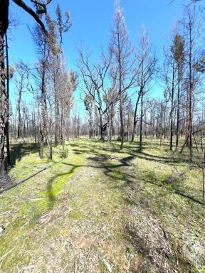 Lifestyle For Sale - NSW - Jacks Creek - 2390 - ALMOST 400 ACRES OF SECLUDED FOREST WAITING FOR A NEW OWNER!!  (Image 2)