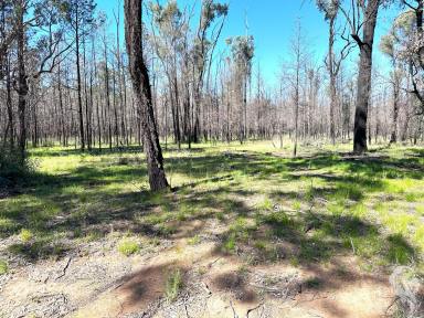 Lifestyle For Sale - NSW - Jacks Creek - 2390 - ALMOST 400 ACRES OF SECLUDED FOREST WAITING FOR A NEW OWNER!!  (Image 2)