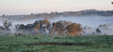 Livestock Auction - NSW - Arding - 2358 - High Rainfall Mixed Grazing  (Image 2)