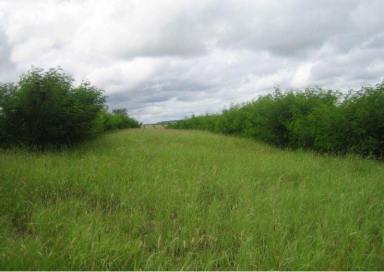 Livestock For Sale - QLD - Roma - 4455 - “NIMITY” Roma/Eumamurrin— PRIME GRAZING COUNTRY  (Image 2)